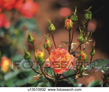 Stock Image - Roses. Fotosearch
