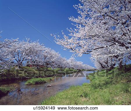 Stock Photo - Row of cherry trees beside river, Matsue city, Shimane prefecture, Japan. Fotosearch