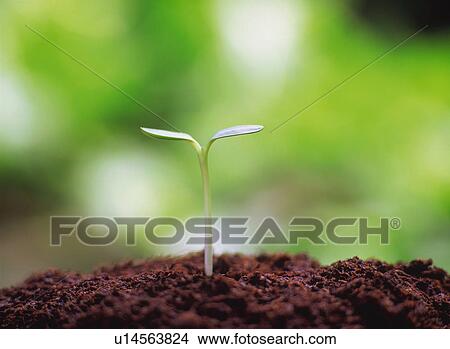 Sapling View Large Photo Image Picture - Sapling. Fotosearch