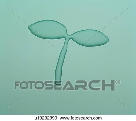 Sapling View Large Photo Image Stock Photo - Sapling. Fotosearch