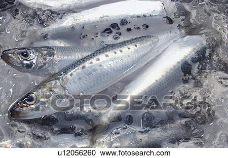 Stock Image - Sardines in ice water, close up. Fotosearch