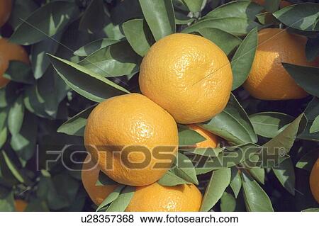 Satsuma Orange View Large Photo Image Stock Photo - Satsuma Orange . Fotosearch