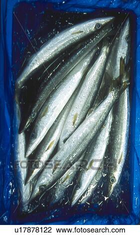 Saury in Box with Iced Water View Large Photo Image Stock Image - Saury in Box with Iced Water. Fotosearch