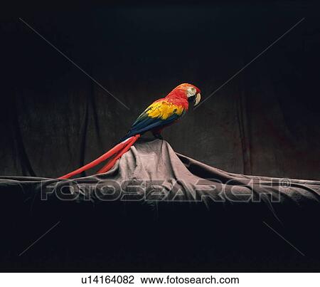 Scarlet Macaw View Large Photo Image Stock Image - Scarlet Macaw. Fotosearch