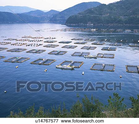 Sea bream fish farm, Ehime Prefecture, Shikoku, Japan View Large Photo Image Stock Photo - Sea bream fish farm, Ehime Prefecture, Shikoku, Japan. Fotosearch