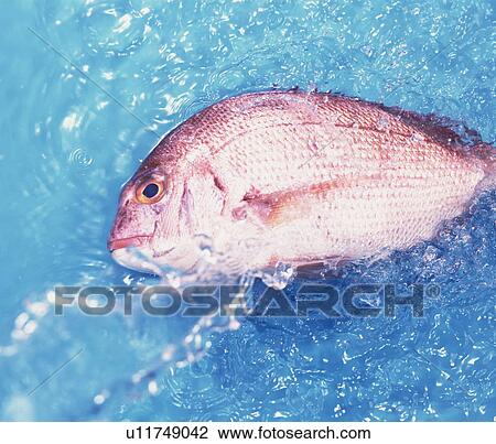 Stock Image - Sea bream on water. Fotosearch
