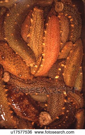 Sea Cucumbers at Market View Large Photo Image Stock Photograph - Sea Cucumbers at Market. Fotosearch