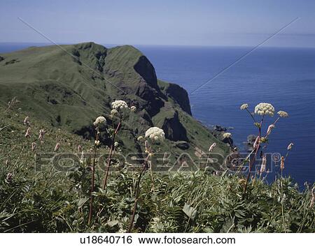 Sea from field of flowers, Rebun island, Hokkaido prefecture, Japan View Large Photo Image Stock Photograph - Sea from field of flowers, Rebun island, Hokkaido prefecture, Japan. Fotosearch