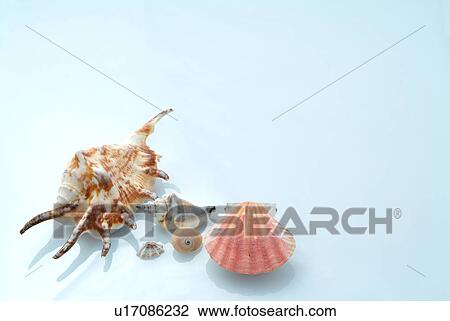 Stock Image - Sea shells, blue background, copy space. Fotosearch