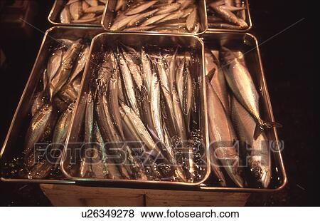 Seafood in Tray at Market View Large Photo Image Stock Photo - Seafood in Tray at Market. Fotosearch