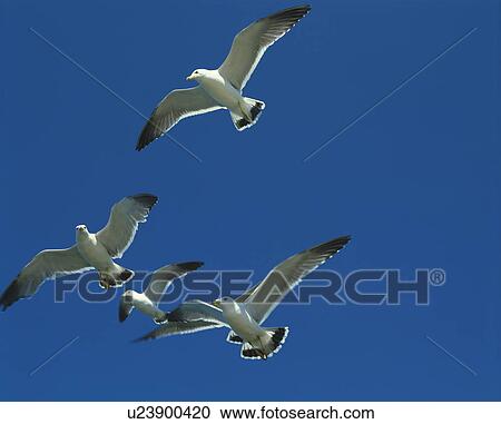 Stock Image - Seagulls flying in sunny sky, blue background, Kushiro city, Hokkaido prefecture, Japan. Fotosearch