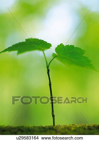 Picture - Seedling, close up. Fotosearch