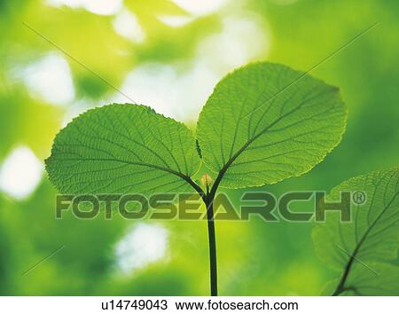 Seedling, close up View Large Photo Image Stock Image - Seedling, close up. Fotosearch