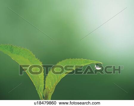 Seedling View Large Photo Image Stock Image - Seedling. Fotosearch