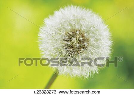 Stock Image - Seeds of dandelion, close up. Fotosearch