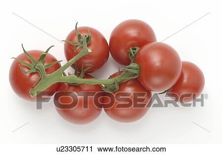 Stock Image - Seven Tomatoes on Branch . Fotosearch