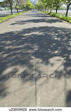 Shadow of trees on street, Tokyo prefecture, Japan View Large Photo Image Stock Photo - Shadow of trees on street, Tokyo prefecture, Japan. Fotosearch
