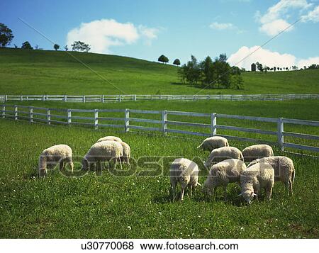 Sheep at a farm, Hokkaido Prefecture, Japan View Large Photo Image Stock Photo - Sheep at a farm, Hokkaido Prefecture, Japan. Fotosearch