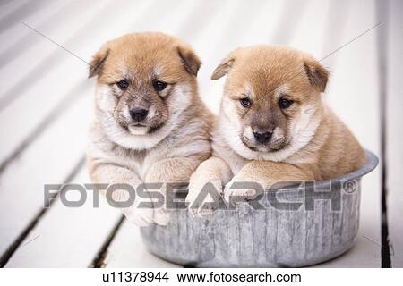 Shiba Inu puppies in aluminum tub View Large Photo Image Picture - Shiba Inu puppies in aluminum tub. Fotosearch