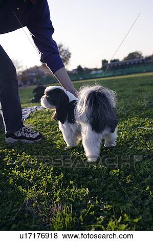 Shih Tzu and an adult View Large Photo Image Stock Photo - Shih Tzu and an adult. Fotosearch