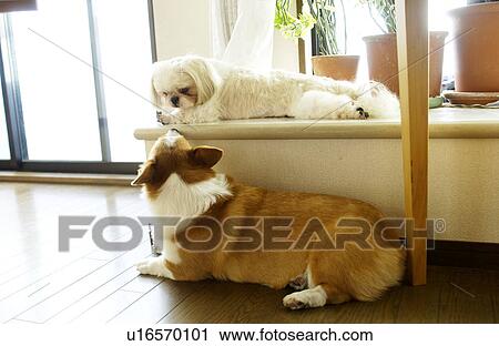 Shih Tzu and Welsh Corgi looking at each other View Large Photo Image Stock Image - Shih Tzu and Welsh Corgi looking at each other. Fotosearch