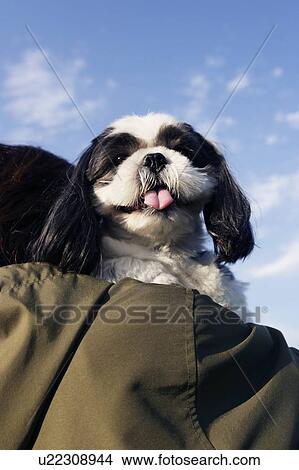 Shih Tzu being carried by a woman View Large Photo Image Picture - Shih Tzu being carried by a woman. Fotosearch