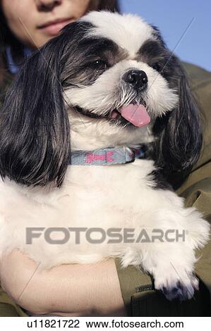 Stock Image - Shih Tzu being carried by a woman. Fotosearch