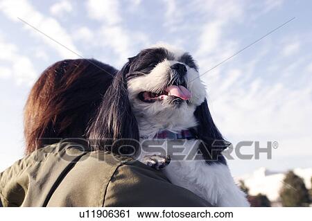 Shih Tzu being carried by a woman View Large Photo Image Stock Image - Shih Tzu being carried by a woman. Fotosearch