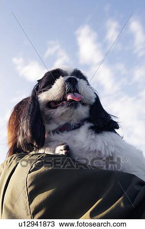 Shih Tzu being carried by a woman View Large Photo Image Stock Image - Shih Tzu being carried by a woman. Fotosearch