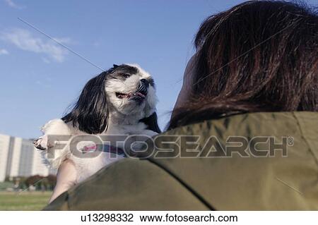 Stock Image - Shih Tzu being carried by a woman. Fotosearch