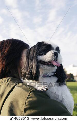Shih Tzu being carried by a woman View Large Photo Image Stock Image - Shih Tzu being carried by a woman. Fotosearch