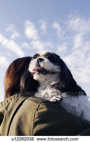 Shih Tzu being carried by a woman View Large Photo Image Stock Photo - Shih Tzu being carried by a woman. Fotosearch