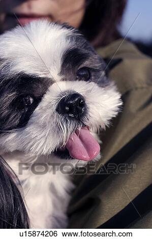 Shih Tzu being carried by a woman View Large Photo Image Stock Photograph - Shih Tzu being carried by a woman. Fotosearch