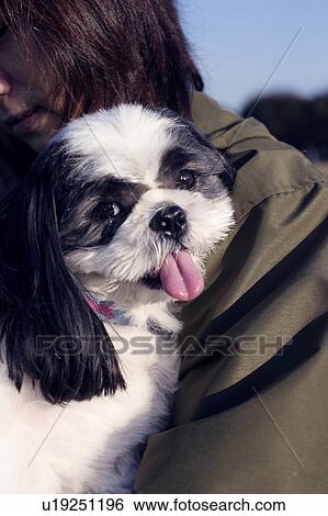 Shih Tzu being carried by a woman View Large Photo Image Stock Photograph - Shih Tzu being carried by a woman. Fotosearch