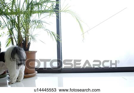 Shih Tzu by window View Large Photo Image Stock Image - Shih Tzu by window. Fotosearch