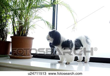 Shih Tzu by window View Large Photo Image Stock Image - Shih Tzu by window. Fotosearch