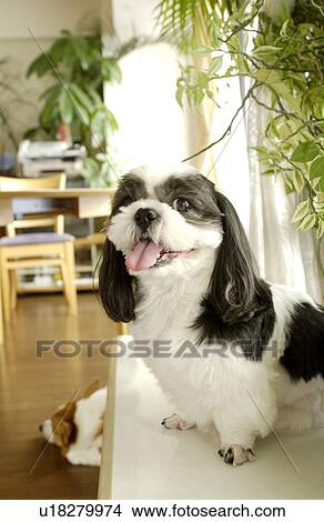 Shih Tzu looking at camera View Large Photo Image Picture - Shih Tzu looking at camera. Fotosearch