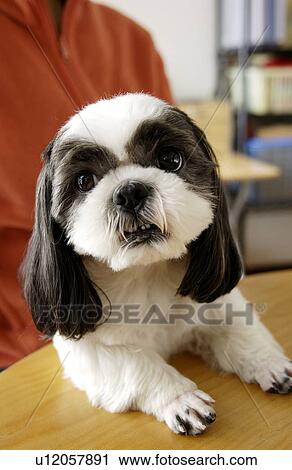 Stock Image - Shih Tzu looking at camera. Fotosearch