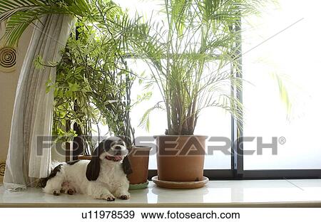 Shih Tzu looking at camera View Large Photo Image Stock Photo - Shih Tzu looking at camera. Fotosearch