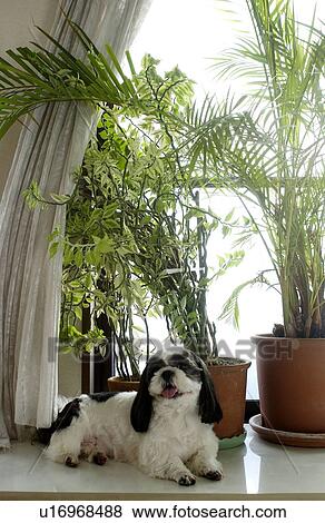 Shih Tzu looking at camera View Large Photo Image Stock Photo - Shih Tzu looking at camera. Fotosearch