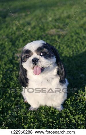 Stock Photo - Shih Tzu looking at camera. Fotosearch