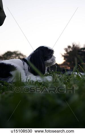 Shih Tzu lying down on grass View Large Photo Image Stock Image - Shih Tzu lying down on grass. Fotosearch