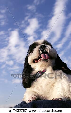Shih Tzu lying down on woman's lap View Large Photo Image Stock Photo - Shih Tzu lying down on woman's lap. Fotosearch