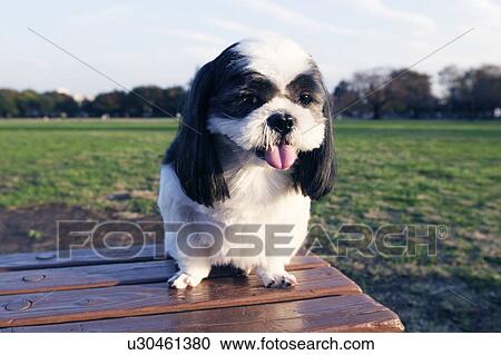 Shih Tzu on a bench View Large Photo Image Stock Image - Shih Tzu on a bench. Fotosearch
