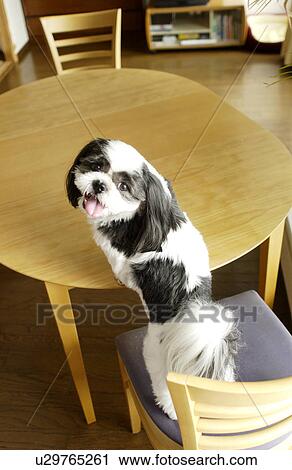 Shih Tzu on a chair turning back View Large Photo Image Stock Image - Shih Tzu on a chair turning back. Fotosearch