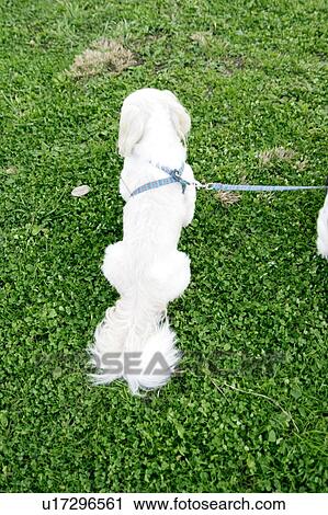 Shih Tzu on grass View Large Photo Image Stock Image - Shih Tzu on grass . Fotosearch