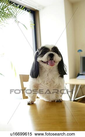 Shih Tzu on table View Large Photo Image Stock Photography - Shih Tzu on table. Fotosearch