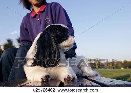 Stock Image - Shih Tzu relaxing with woman. Fotosearch