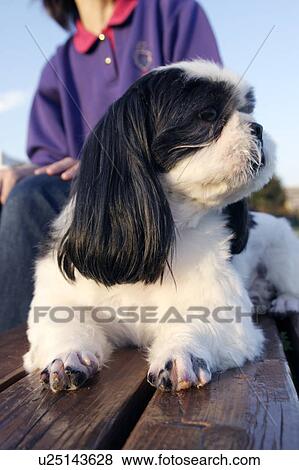 Stock Photo - Shih Tzu relaxing with woman. Fotosearch