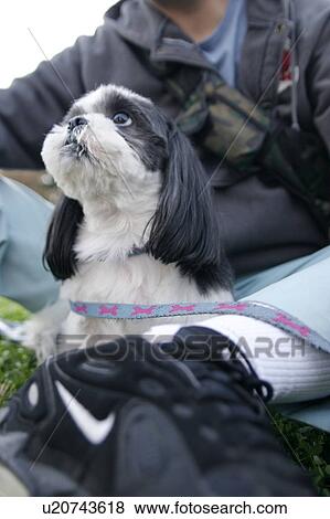 Stock Photo - Shih Tzu sitting between man's legs. Fotosearch